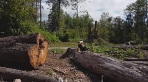Best Hazardous Tree Removal  in Kings Bay Base, GA