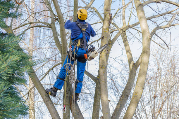Best Aeration Services  in Kings Bay Base, GA