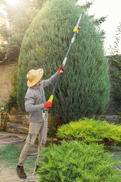 Best Tree and Shrub Care  in Kings Bay Base, GA